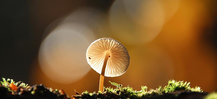 sjoukje bos id8oq3iwqf8 unsplash